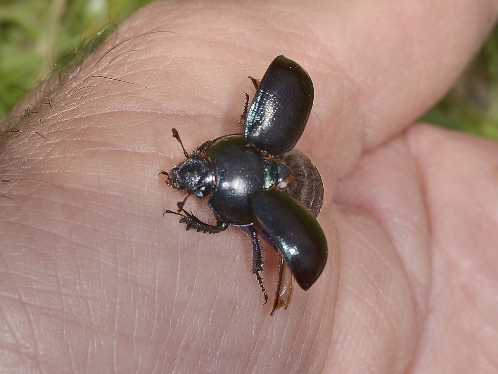 Anoplotrupes stercorosus